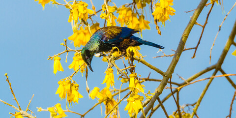  A beautiful iridescent Tui bird feeding on the colourful yellow flowers of New Zealand's native...