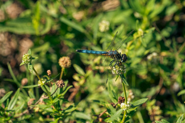 blue dragonfly on a green leaf