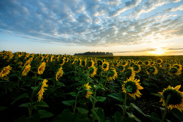 Sunflowers from the back at sunset in a field against the sky in the clouds. High quality photo