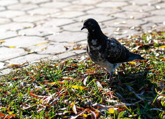A beautiful mottled curious pigeon stands on the grass and looks into the camera. Close-up.