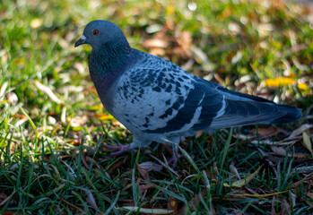 A beautiful curious pigeon stands on the grass and looks into the camera. Close-up.