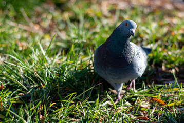 A beautiful curious pigeon stands on the grass and looks into the camera. Close-up.
