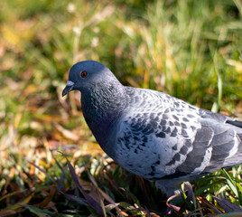 A beautiful curious pigeon stands on the grass and looks into the camera. Close-up.