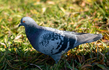 A beautiful curious pigeon stands on the grass and looks into the camera. Close-up.