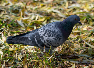 A beautiful pigeon stands sideways on the grass covered with autumn leaves. Close-up.