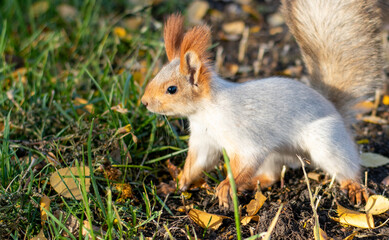 A beautiful squirrel with a fluffy tail and red ears stands sideways on the grass covered with yellow autumn leaves and looks away. Close-up.
