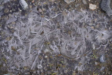 地面に張った氷の針状の芸術