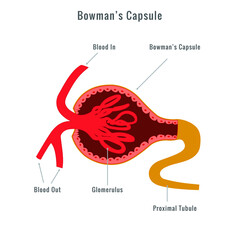 Bowman’s capsule vector image, Glomerulus Bowman's capsule - obrazy, fototapety, plakaty