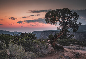 Lonely tree with beautiful views of Black Gunnison Canyon, Colorado