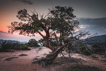 Lonely tree with beautiful views of Black Gunnison Canyon, Colorado