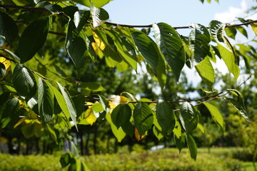녹색풀이 무성한 공원의 풍경