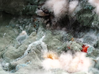 fungal mildew on a rotting watermelon close-up
