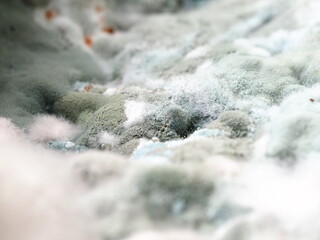 fungal mildew on a rotting watermelon close-up