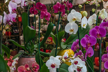 Variety of colorful natural orchids in pots in a plant market background pattern
