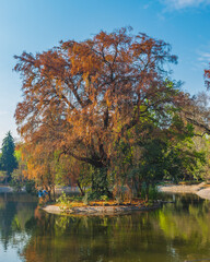 Big tree with orange leaves over a lake on blue sky in Chapultepec Mexico
