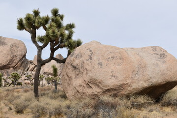 Joshua Tree National Park