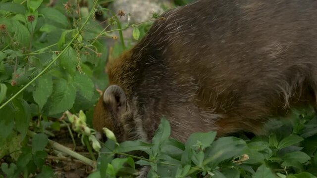 A White-Nosed Coati (Nasua narica) searching for food in the soil.