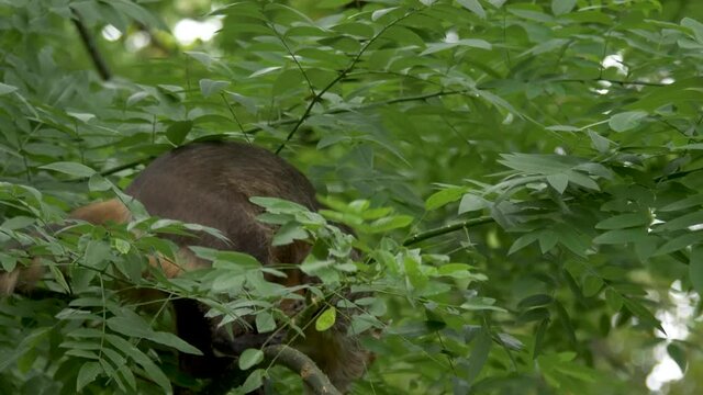 Beautiful shot of a White-Nosed Coati (Nasua narica) sitting in a tree overlooking the tropical woodlands