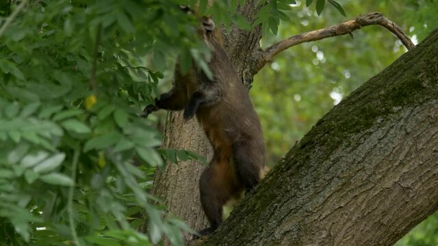 A cute White-Nosed Coati (Nasua narica) balances on his back legs.