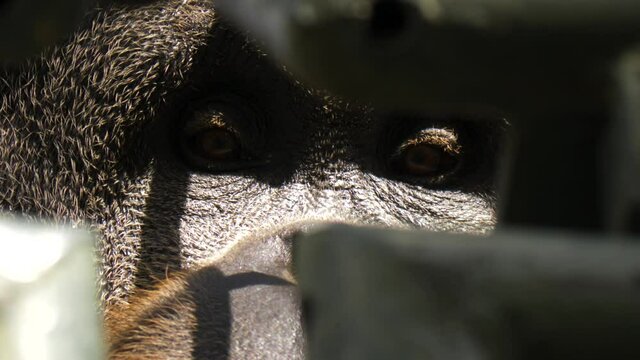 Close-up of the sad eyes of Sumatra orangutang behind bars.
