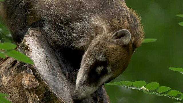 Close-up of a White-Nosed Coati (Nasua narica) searching for insects in a dead tree.