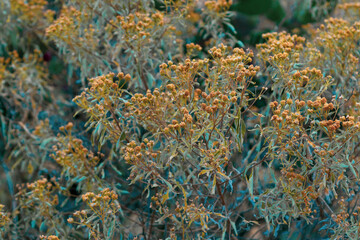 Dried wild flowers background close up