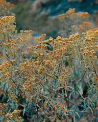Fototapeta na wymiar Dried wild flowers background close up