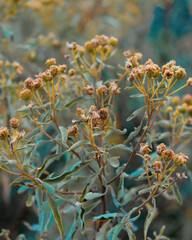 Dried wild flowers background close up