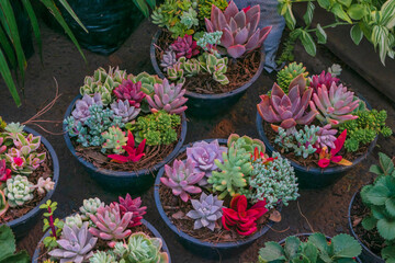 Various colorful succulent plants for sale