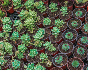 Various colorful succulent plants for sale