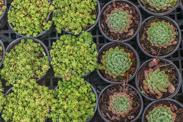 Various colorful succulent plants for sale