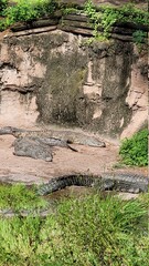 Crocodiles in the sun 