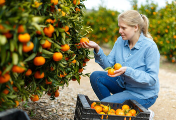 Young attractive woman farmer harvesting ripe mandarins on citrus farm.. © JackF