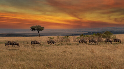 Fototapeta na wymiar Wildebeest migration, Serengeti National Park, Tanzania, Africa