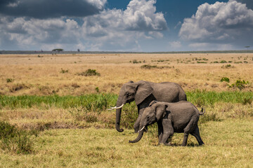 Clsoe up of African Bush Elephants walking on the road in wildlife reserve. Maasai Mara, Kenya, Africa.