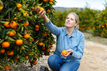 Young happy woman engaged in gardening, picking fresh ripe tangerines in orchard.. © JackF