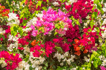 Bosquet de bougainvillées 