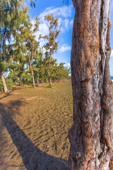 Fototapeta premium Filaos sur plage de l’Etang-Salé-les-Bains, île de La Réunion 