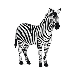 Naklejka na ściany i meble wild african zebra