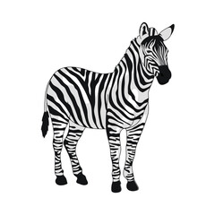 wild african zebra © Gstudio
