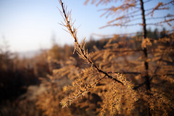 nature trees sun birches Christmas trees