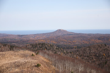 nature trees sun birches Christmas trees