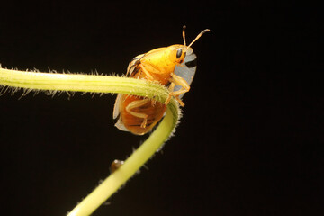 An Aspidomorpha miliaris beetle is foraging in bushes. 