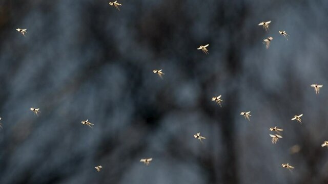 Mosquitoes or mayflies hovering and flying backlit in the evening sunlight against a dark background. Spring, summer at Lake Kerkini in Greece.