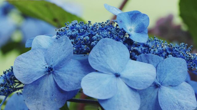 Close up of a Bluebird Lacecap Hydrangea flower
