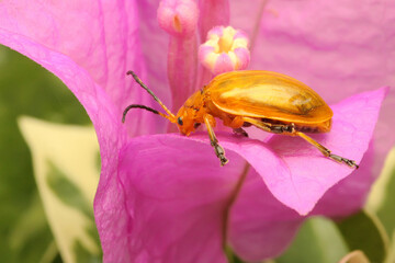 A cucurbit beetle is looking for food in a bush. This insect has the scientific name Aulacophora...