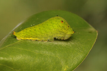 A green caterpillar is eating a young leave.