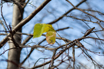 Yellow or dry leaves on tree branches in autumn. Leaves of birch, linden and other trees on the branches. There is an empty space for the text