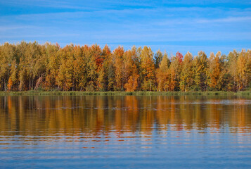 Autumn forest is reflected in the water on the Volga river