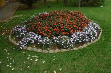 flowers in the park